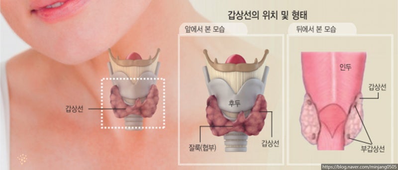 뒷목 멍울 원인 자연치유 악성종양 차이 사진 10