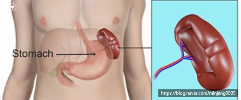 왼쪽갈비뼈아래통증 발생 원인 사진 6