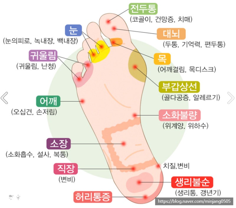 발바닥지압점 위치 변비 두통 불면증 사진 3